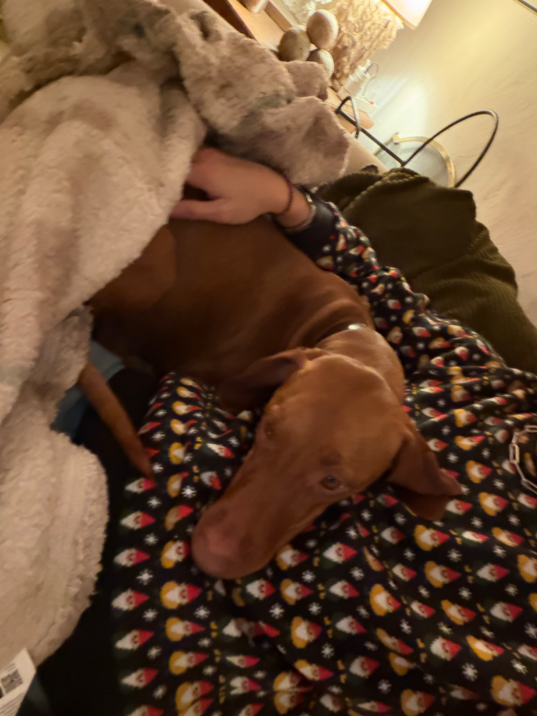 Image d'un chien de race Vizsla roux, confortablement allongé sous une couverture beige moelleuse, avec une main humaine le caressant. Le chien est blotti sur un plaid à motifs de gnomes de Noël, dans une ambiance chaleureuse et tamisée, suggérant un moment de détente et de paix.