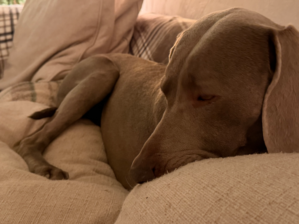 Un chien Weimaraner au pelage gris-brun clair dort paisiblement, recroquevillé sur un canapé moelleux de couleur beige. Sa tête est posée sur un coussin, les yeux fermés, évoquant un calme absolu et une sérénité profonde.