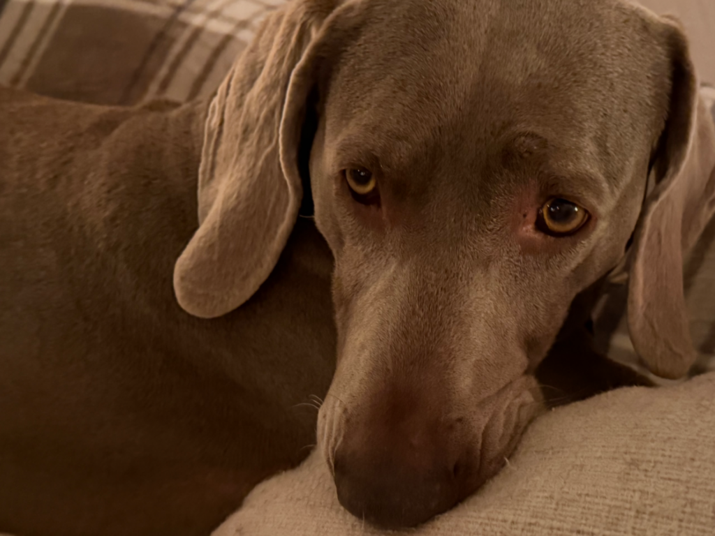 Un chien Weimaraner de couleur gris-brun (taupe) est allongé, la tête posée sur un coussin clair et moelleux. Son regard ambré est direct et semble pensif ou fatigué, fixant l'observateur. L'arrière-plan flou présente un motif à carreaux beige.