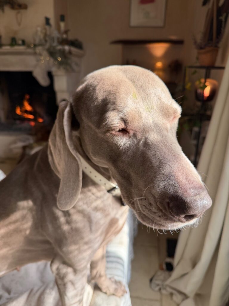 Weimaraner gris aux yeux fermés, baigné de soleil devant une cheminée allumée, incarnant la sérénité et le luxe de la détente.